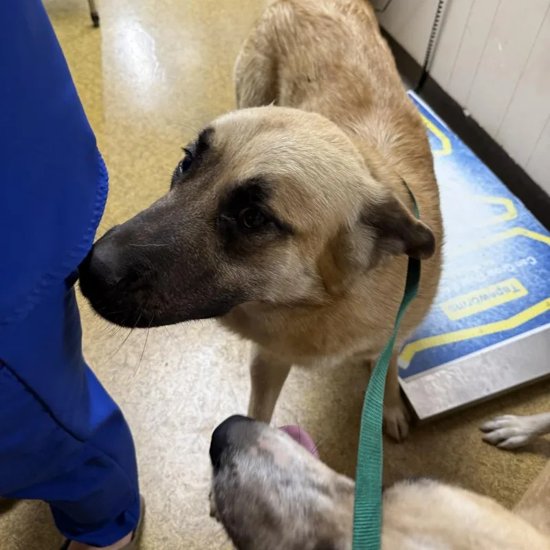 An adult large-sized male Yellow / Tan / Blond / Fawn Yellow Labrador Retriever dog named Bo for adoption in Normal, IL