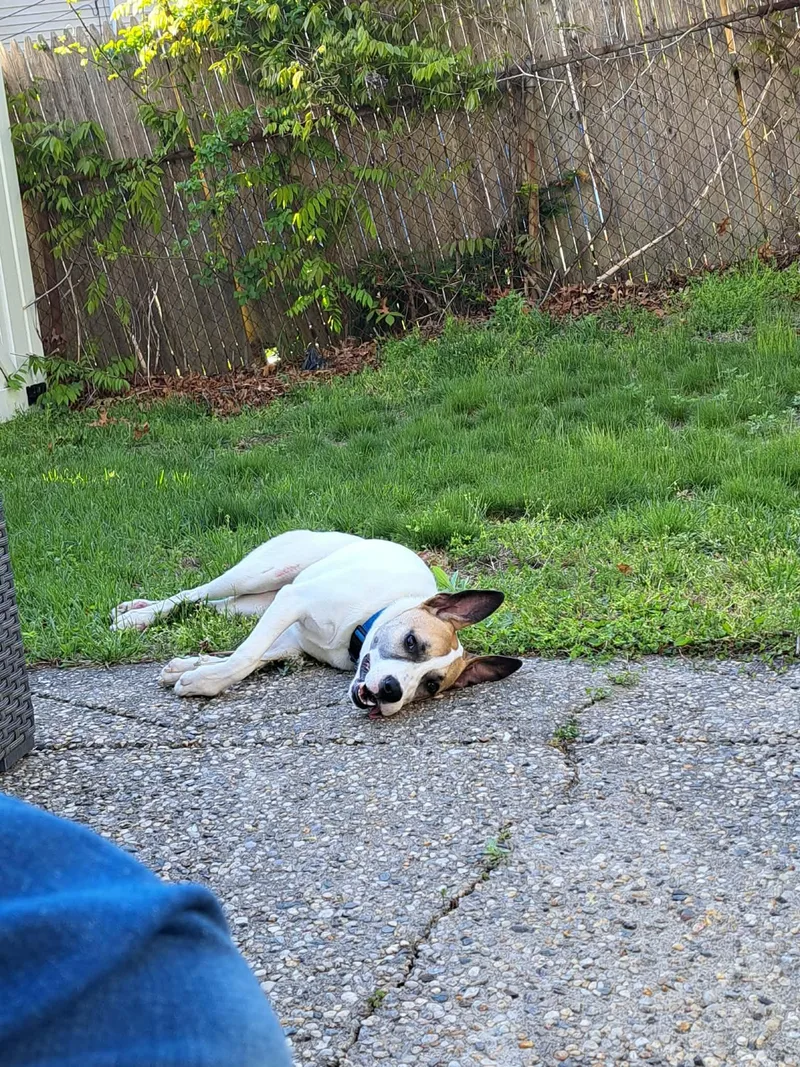 A baby medium-sized female Mixed Breed dog named Luna for adoption in Holbrook, NY