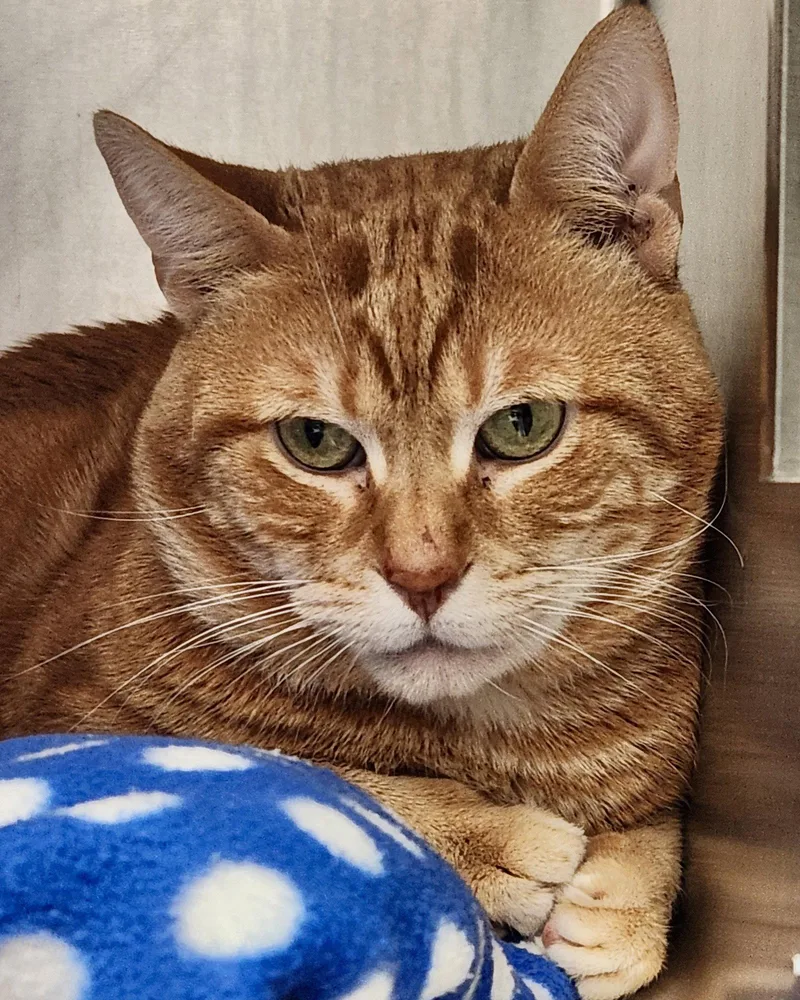 An adult large-sized male Orange / Red Domestic Short Hair cat named Lincoln for adoption in Oakland, CA