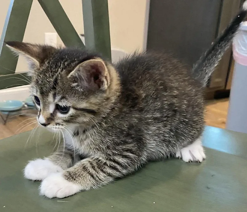 A baby large-sized male Domestic Short Hair cat named Carter for adoption in Oakboro , NC
