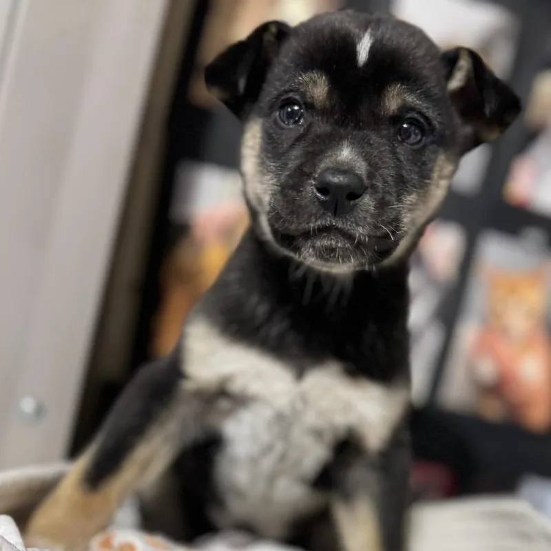 A baby small-sized male Black Mixed Breed dog named Meloxicam for adoption in Buffalo, MN
