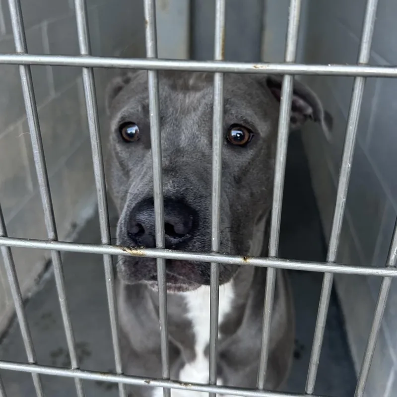 An adult medium-sized male Gray / Blue / Silver Pit Bull Terrier dog named Bubblez for adoption in Summerville, SC