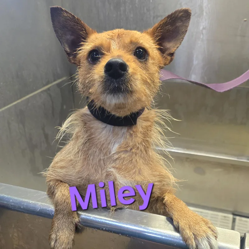A young small-sized female Yellow / Tan / Blond / Fawn Norfolk Terrier dog named Miley for adoption in Athens, AL