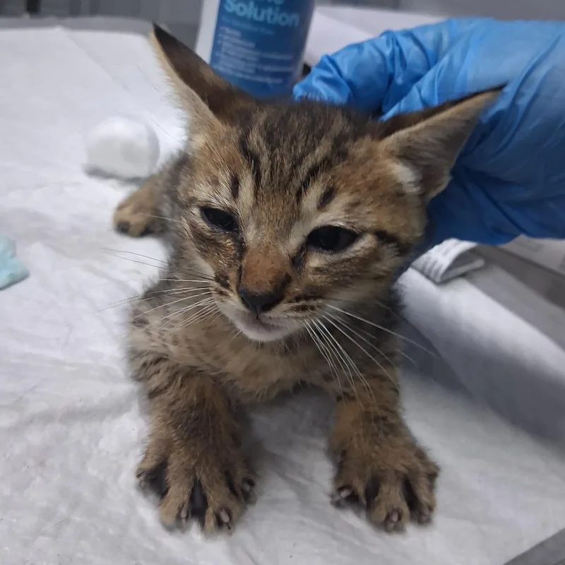 A baby small-sized male Brown / Chocolate Domestic Short Hair cat named Mittens for adoption in Summerville, SC
