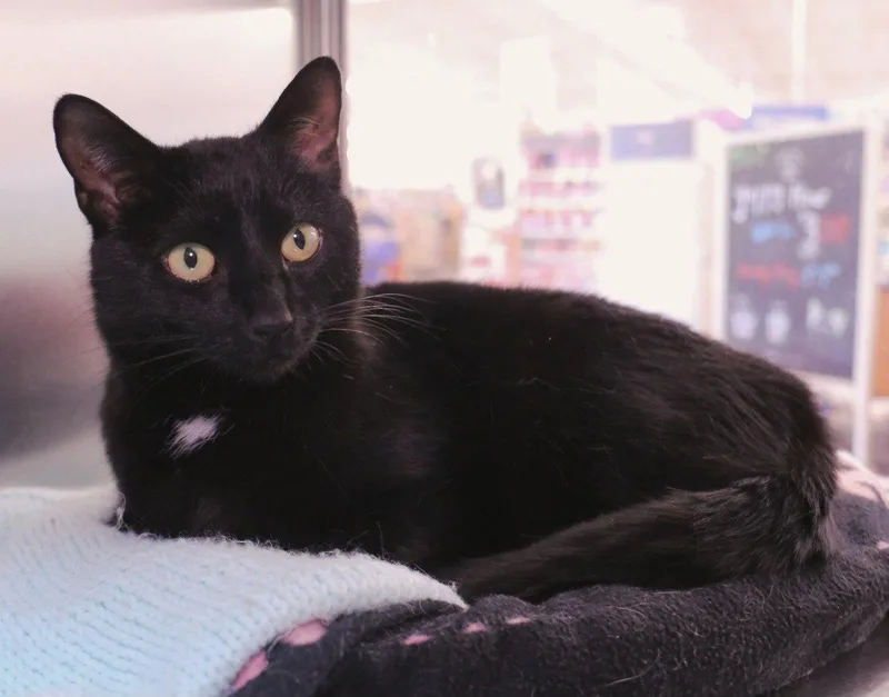 An adult medium-sized female Black Domestic Short Hair cat named Avalon for adoption in Salem, MA