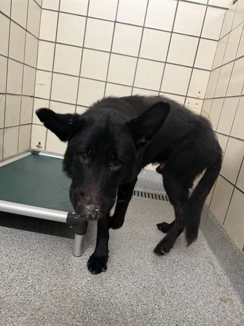 An adult extra large-sized male German Shepherd Dog dog named A for adoption in Pasadena, TX