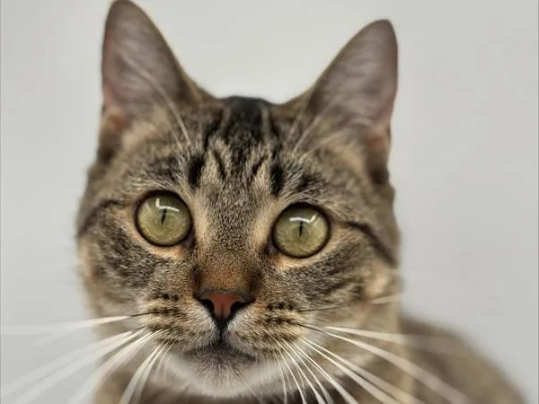 An adult small-sized female Domestic Short Hair cat named Betty for adoption in Portland, OR