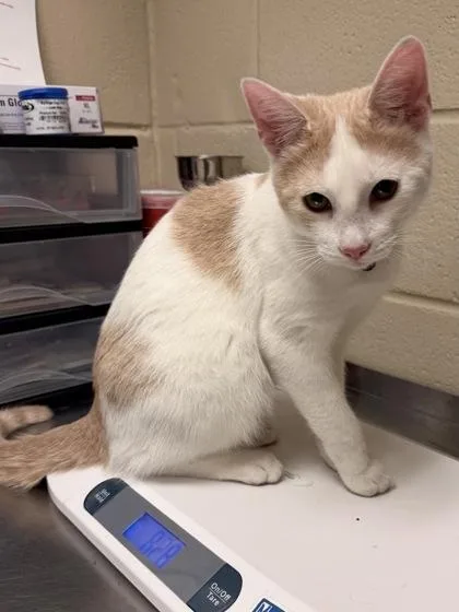 A young small-sized male Domestic Short Hair cat named Cattuccino for adoption in Irving, TX