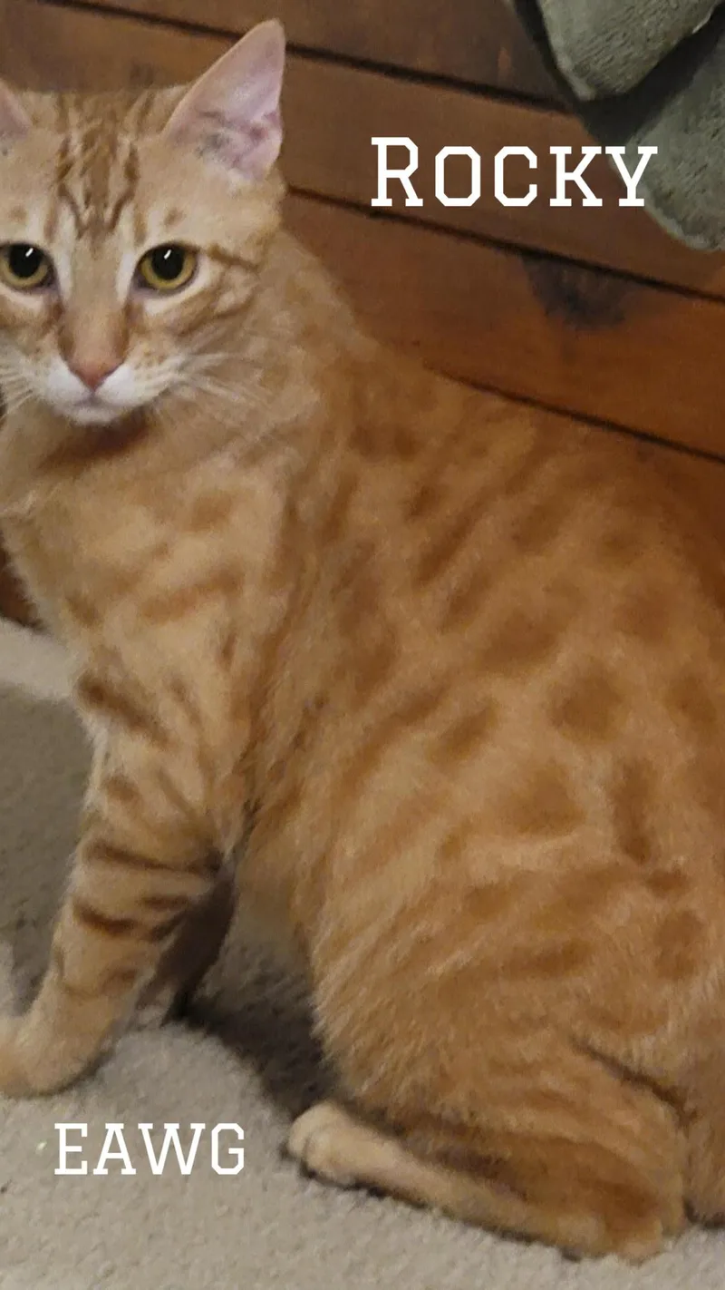 Rocky Herman thumbnail 2