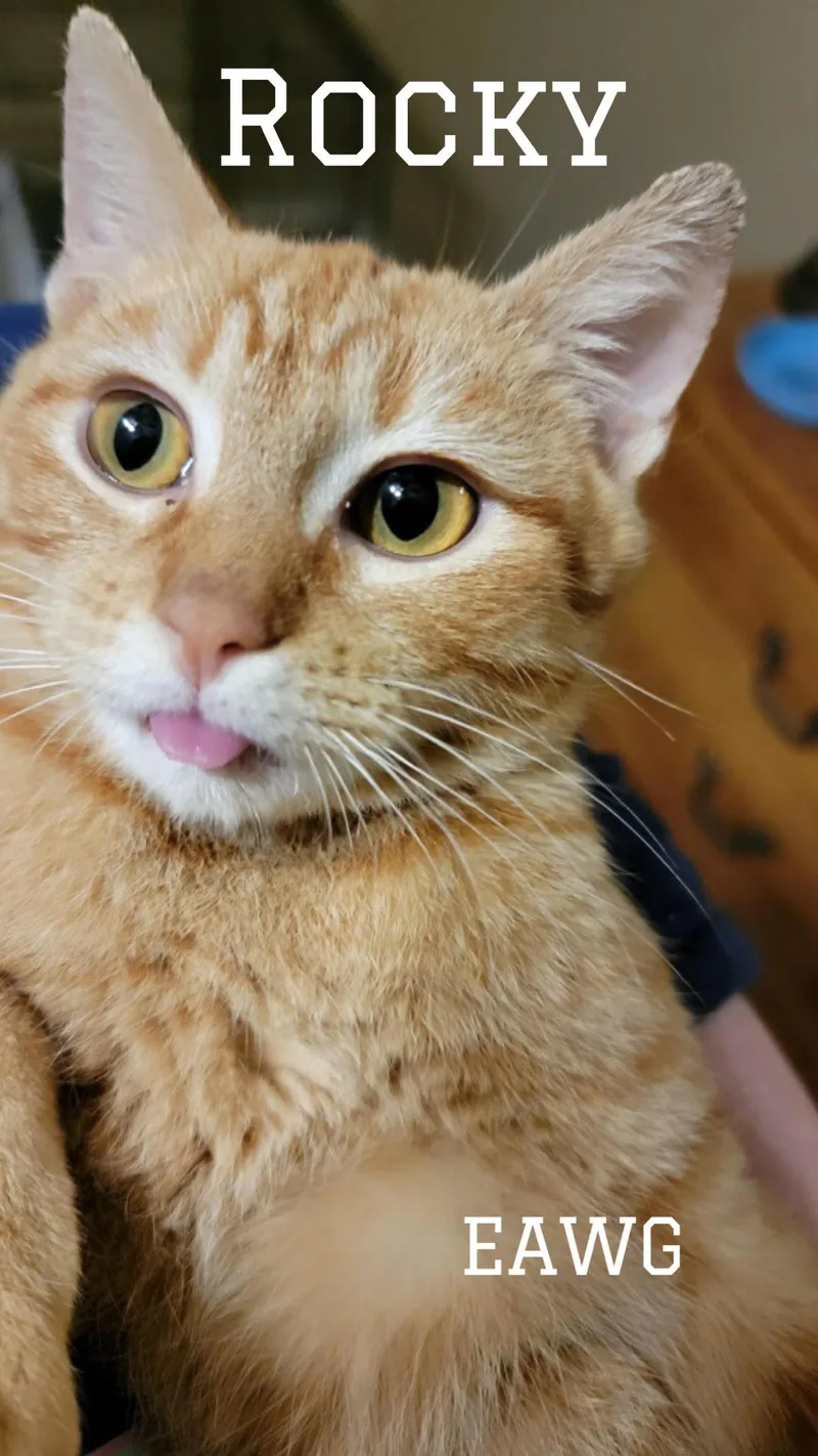 Rocky Herman thumbnail 3