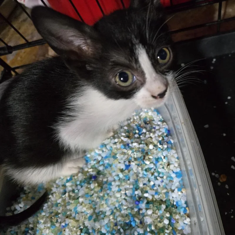A baby small-sized female Black Domestic Short Hair cat named Blinky for adoption in Webster, TX