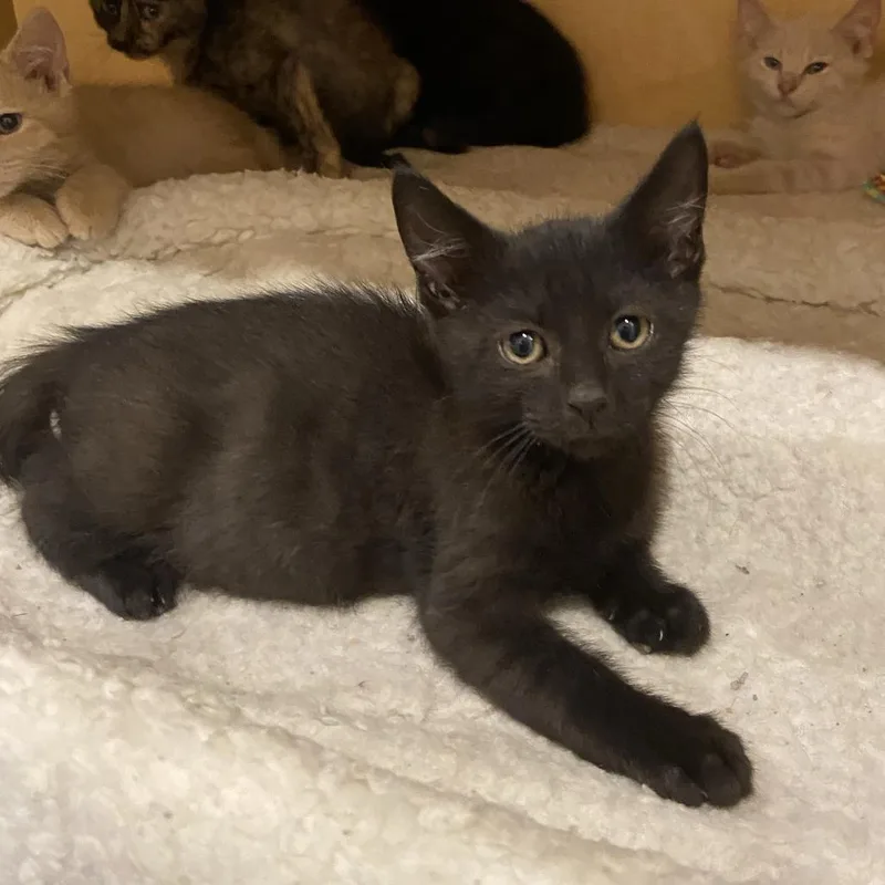 A baby small-sized male Black Domestic Short Hair cat named Ant for adoption in Washington Township, OH