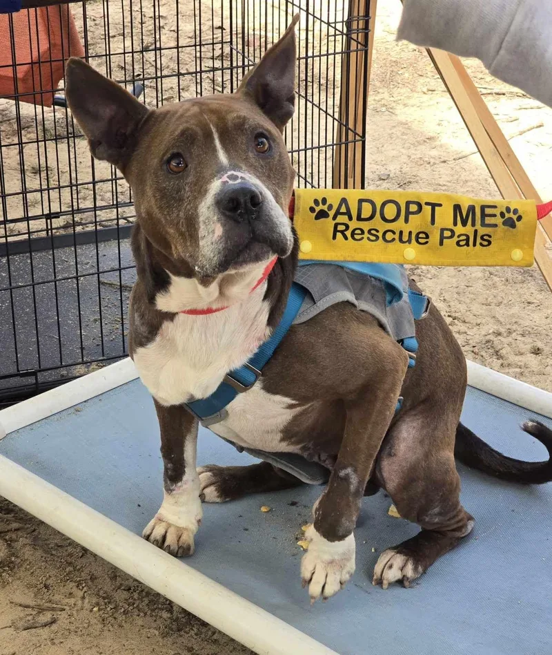 Bernie Big Ol' Happy thumbnail 4