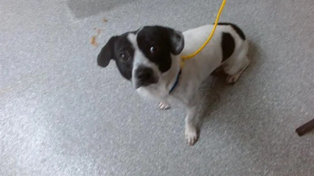 An adult small-sized male Chihuahua dog named A for adoption in Pasadena, TX