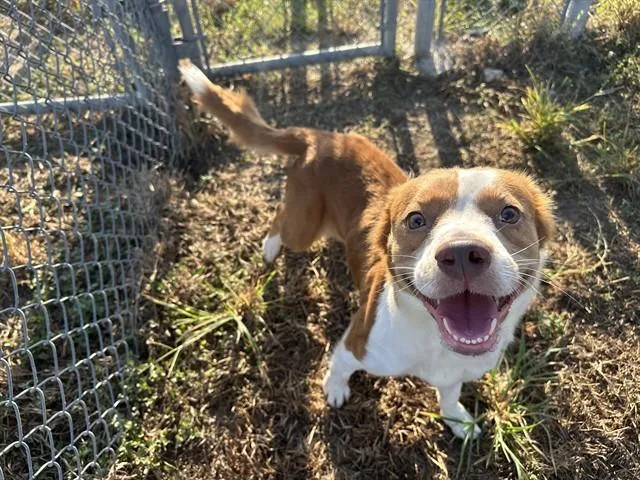 An adult medium-sized female Australian Cattle Dog / Blue Heeler dog named Freya for adoption in Pasadena, TX