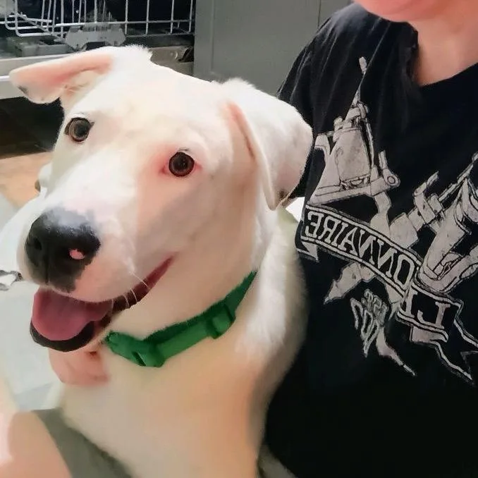 Pickles thumbnail 2