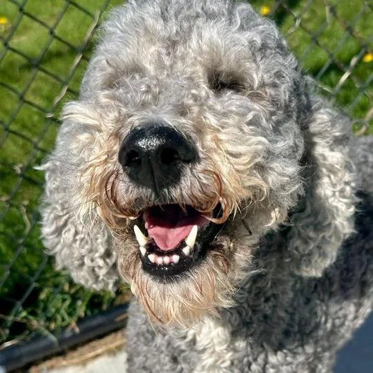 Bella