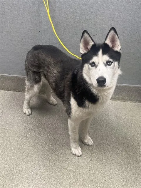 An adult medium-sized male Siberian Husky dog named Thor for adoption in Las Vegas, NV