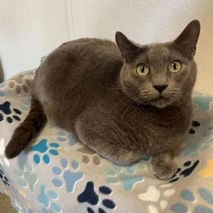 An adult medium-sized male Gray / Blue / Silver Domestic Short Hair cat named Haze for adoption in Rochester, MN