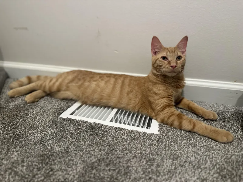 A baby medium-sized male Orange / Red Domestic Short Hair cat named Gemini for adoption in Pleasantville, NJ