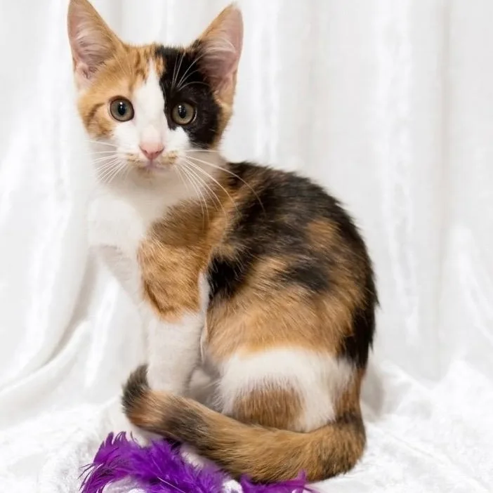 A baby small-sized female Domestic Short Hair cat named Chai for adoption in Miami, FL