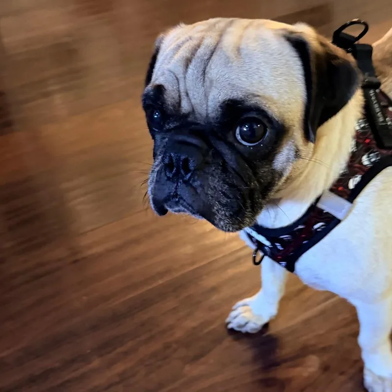 An adult small-sized male Pug dog named Doug for adoption in Saint John, IN