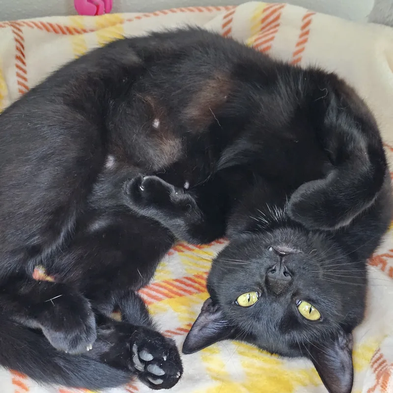 A young medium-sized female Domestic Short Hair cat named Trixie for adoption in Waynesville, NC