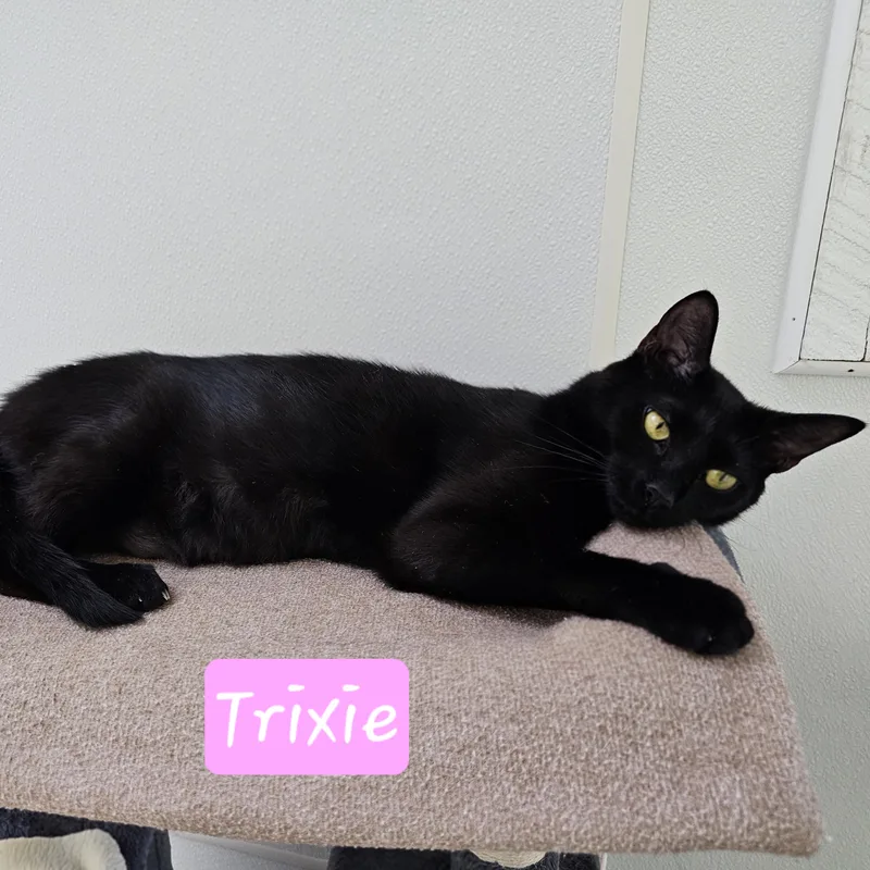 Trixie thumbnail 4