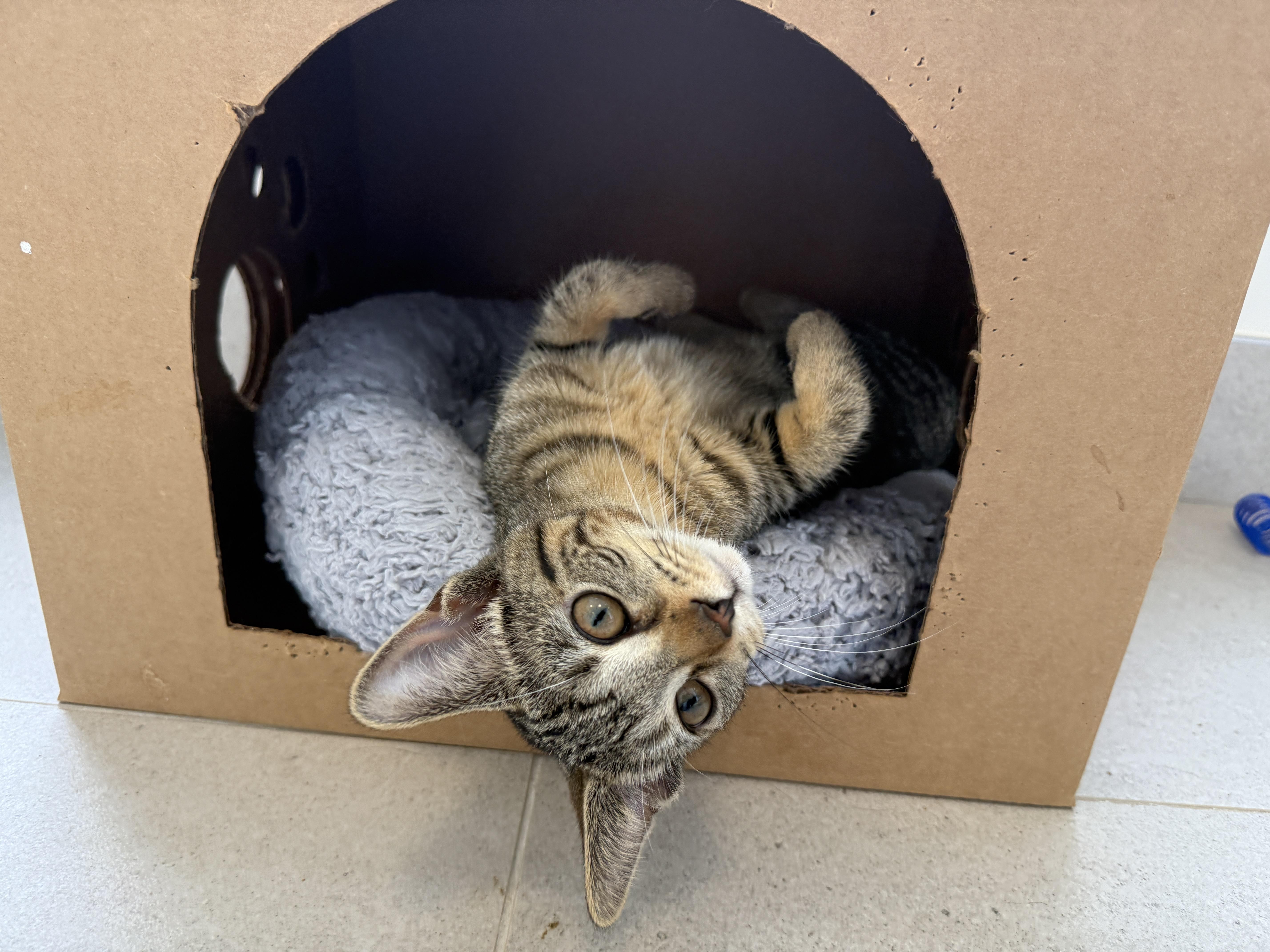 A baby medium-sized female Domestic Short Hair cat named Abercrombie for adoption in Evanston, IL