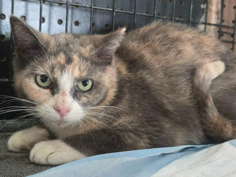 A baby small-sized female Domestic Short Hair cat named Lilah for adoption in Olney, IL
