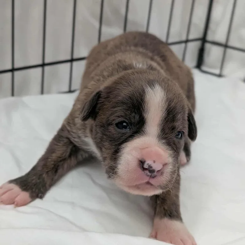 Pumpkin Spice thumbnail 2