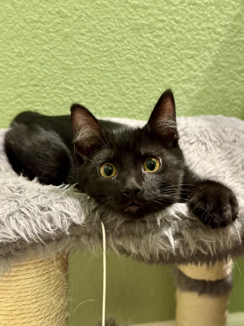 A baby small-sized male Domestic Medium Hair cat named Carmen for adoption in Carlsbad, CA