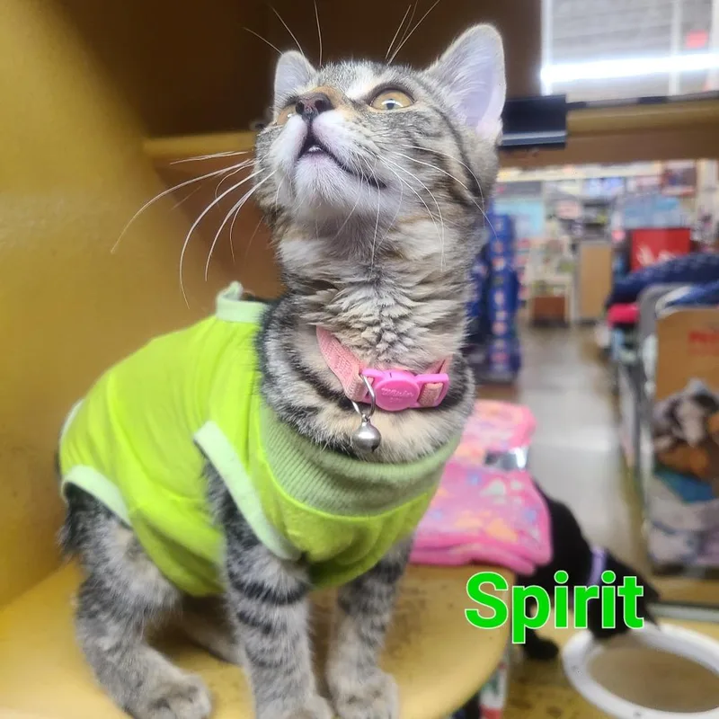 A baby small-sized female Brown / Chocolate Domestic Short Hair cat named Spirit for adoption in Hamburg, NY