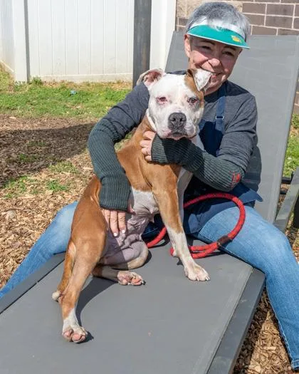 An adult medium-sized female Mixed Breed dog named Josephine for adoption in Chamblee, GA