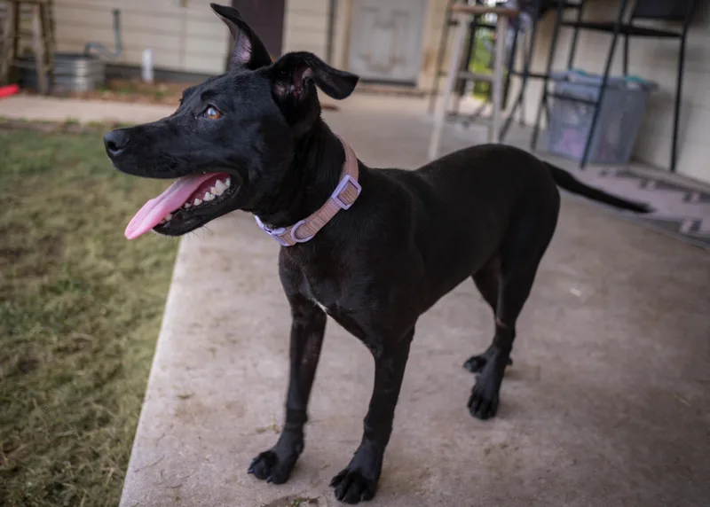 A young medium-sized female Black Labrador Retriever dog named Boo Is The Sweetest for adoption in Houston, TX