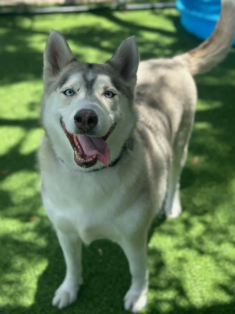 An adult large-sized female Tricolor (Brown, Black, & White) Siberian Husky dog named Mishka for adoption in Lakeland, FL