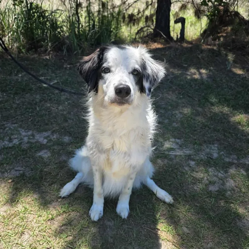 A young medium-sized female Black Border Collie dog named Viola for adoption in Foley, AL