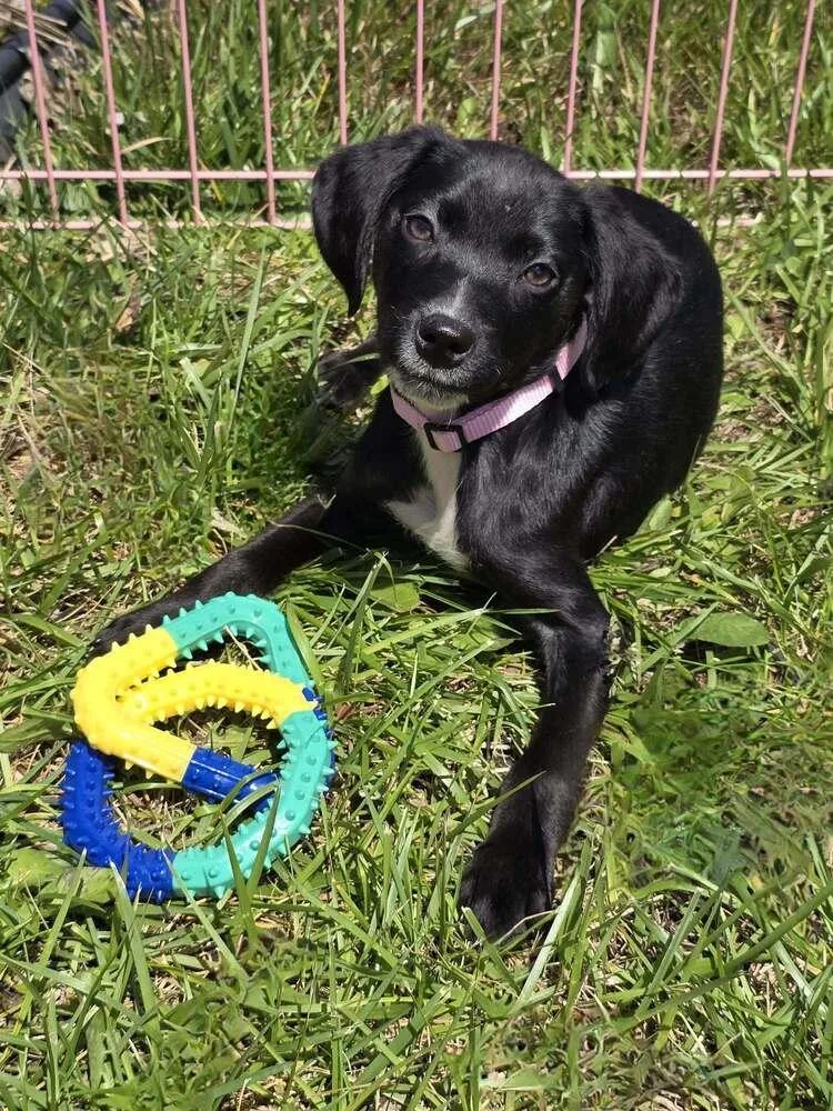 A baby small-sized female Black Mixed Breed dog named Rory for adoption in Milton, DE