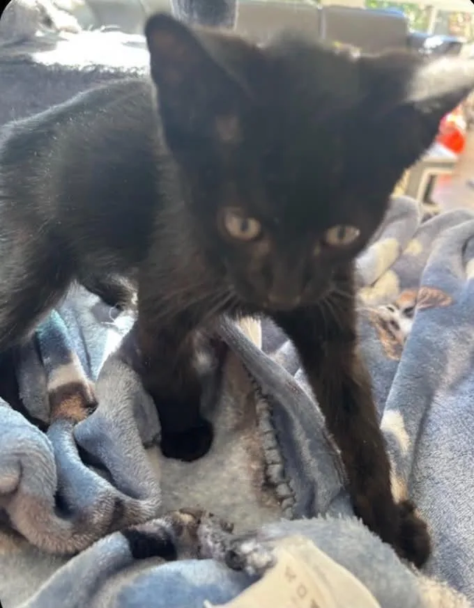 A baby medium-sized male Domestic Short Hair cat named Vern for adoption in Lincoln, CA
