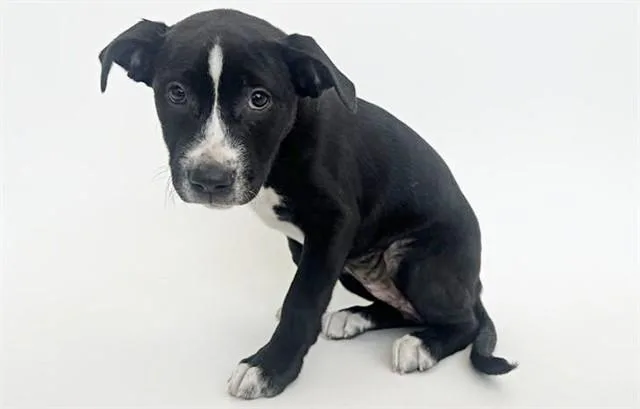 A baby small-sized female Pit Bull Terrier dog named Shiloh for adoption in Saint Louis, MO