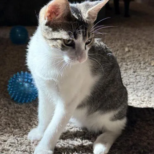 A baby small-sized male White Domestic Short Hair cat named Thorn for adoption in Tampa, FL