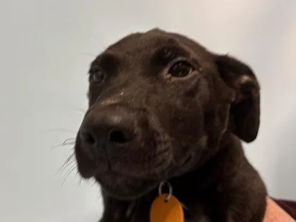 A baby small-sized male Labrador Retriever dog named Mochi for adoption in Golden Valley, MN