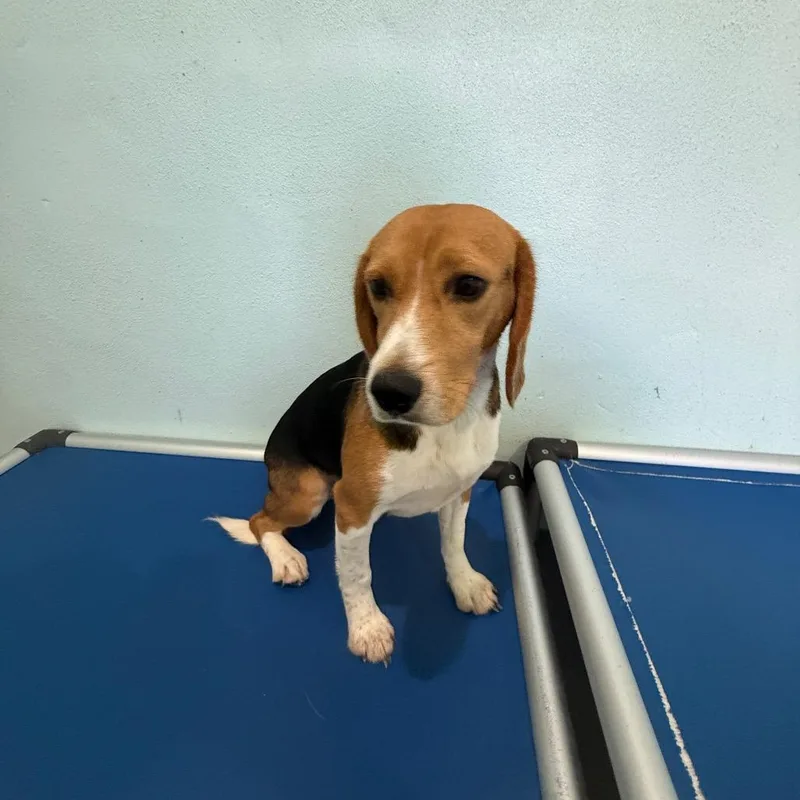 A young medium-sized male Yellow / Tan / Blond / Fawn Beagle dog named Fabien for adoption in LOXAHATCHEE, FL