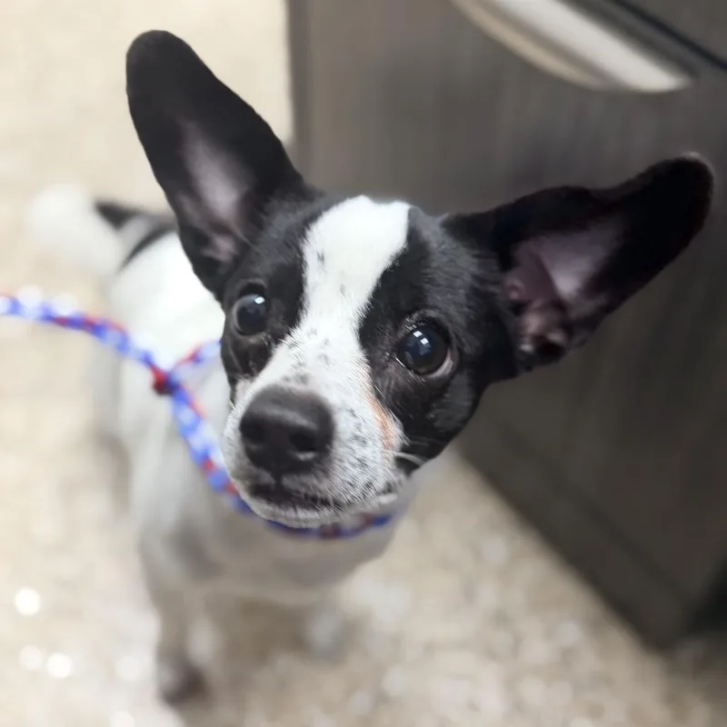 A young small-sized male Chihuahua dog named Buster for adoption in Bullhead City, AZ