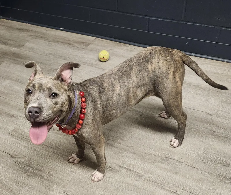 A baby medium-sized female Yellow / Tan / Blond / Fawn Pit Bull Terrier dog named Velcro for adoption in Mansfield, OH