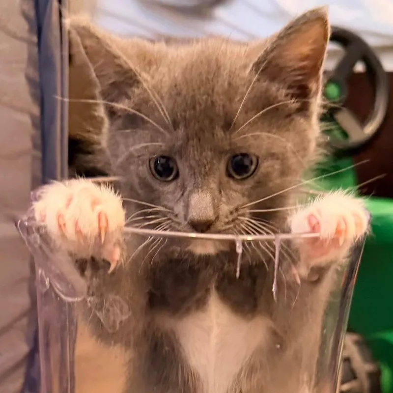 A baby small-sized male Gray / Blue / Silver Domestic Short Hair cat named Amethyst for adoption in Houston, TX