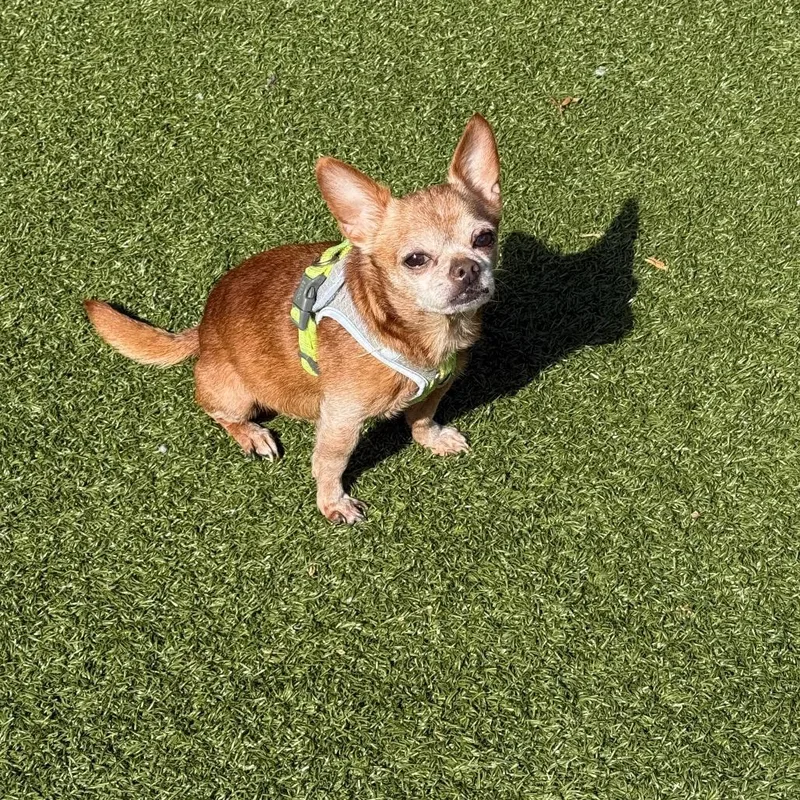 A senior small-sized male Brown / Chocolate Chihuahua dog named Little Man for adoption in Charlottesville, VA