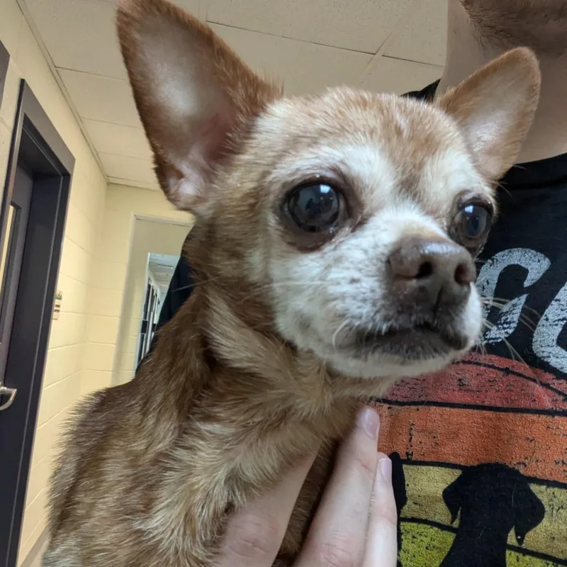 Little Man thumbnail 2