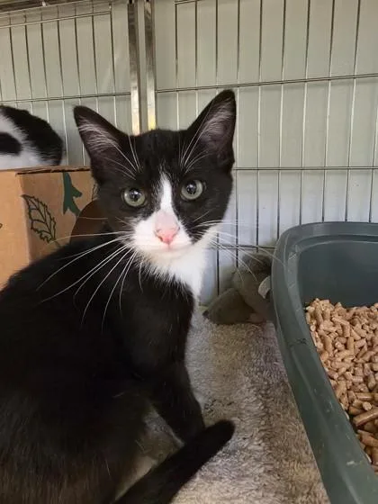 A baby small-sized male Domestic Short Hair cat named Sora for adoption in Cumming, GA