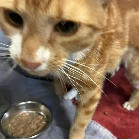 An adult medium-sized female Orange & White Domestic Short Hair cat named Phenyx for adoption in Stanhope, NJ
